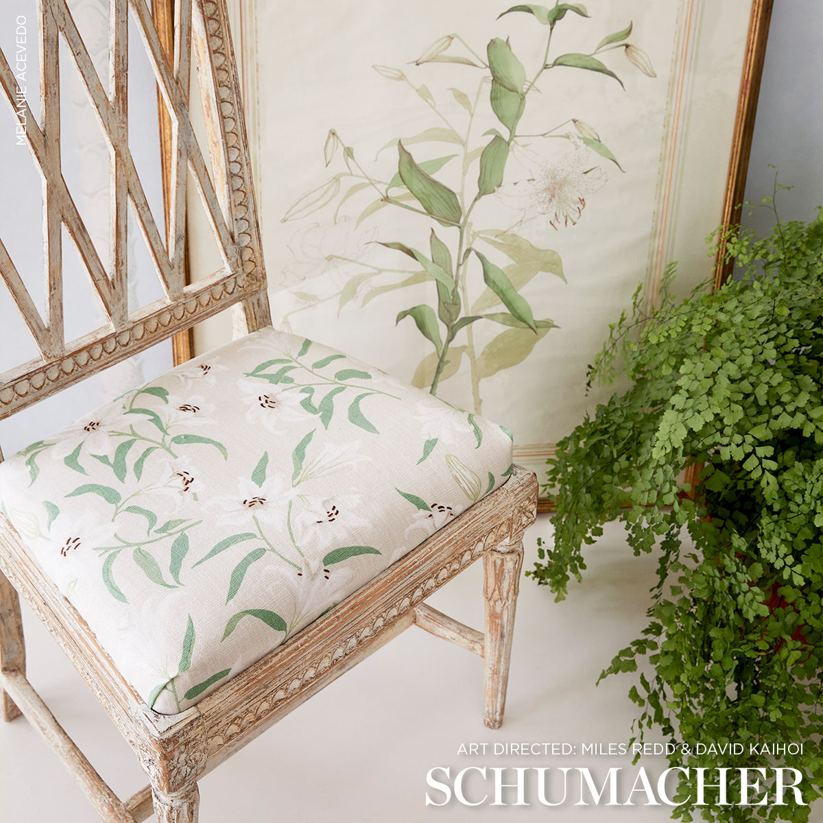 GIGLI SPARGITI | CREMA