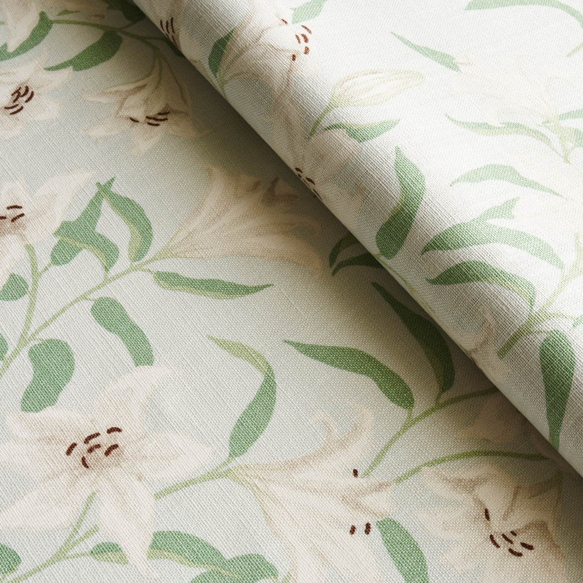 GIGLI SPARGITI | CIELO