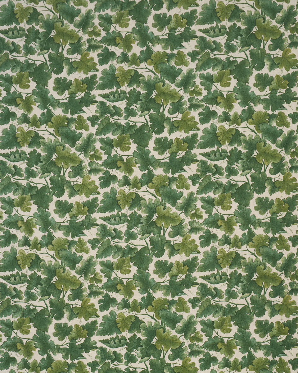 EDINBURGH VINE | Forest