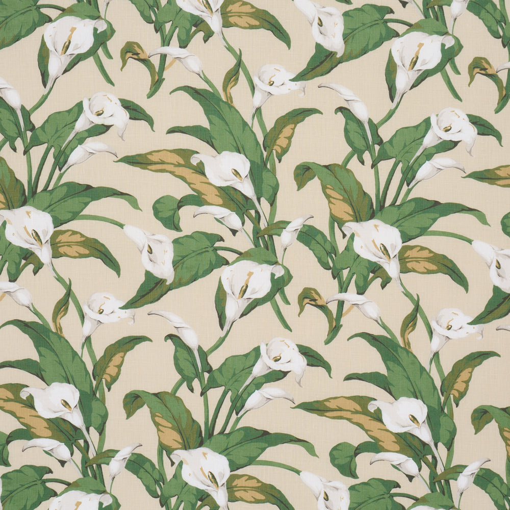 Arum Lilies | Parchment