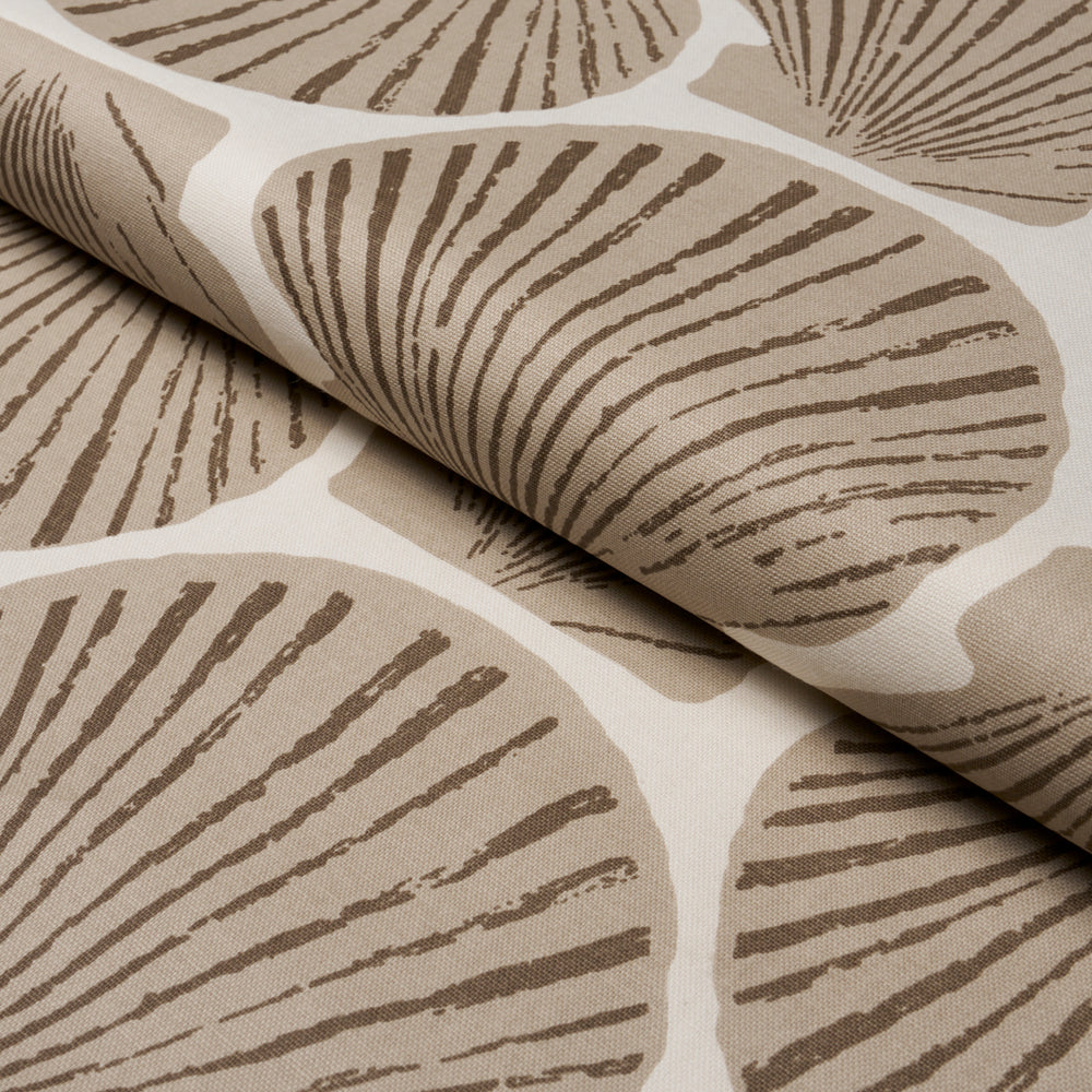 SCALLOP SHELL | Natural