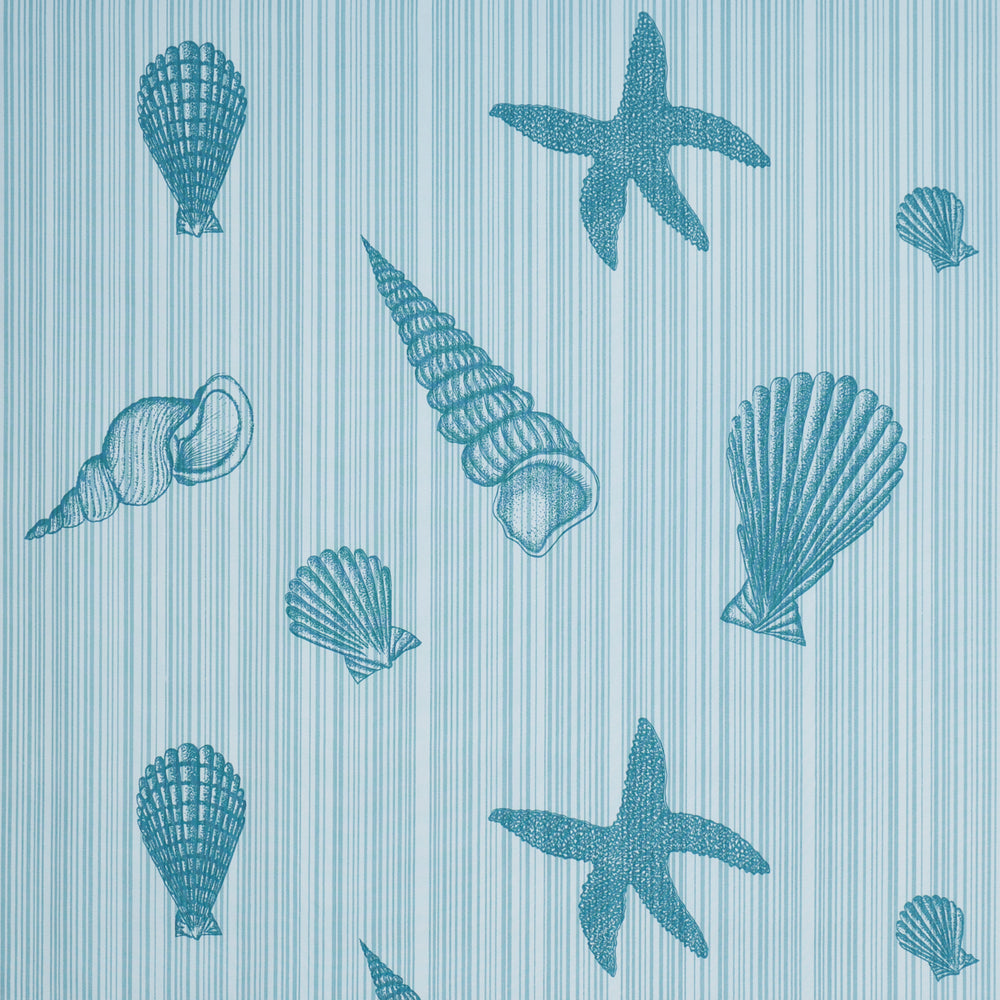 SEASHELLS | Ocean