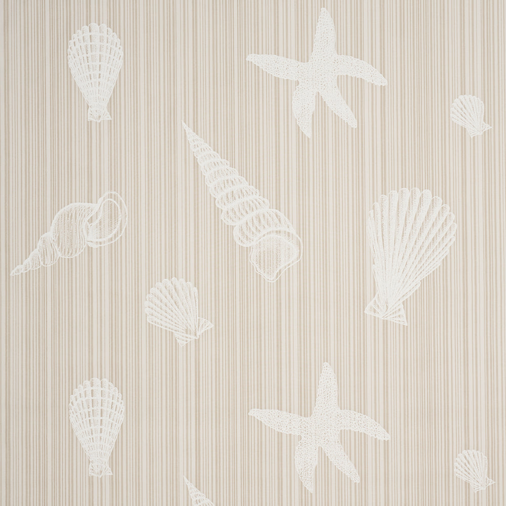 SEASHELLS | Natural