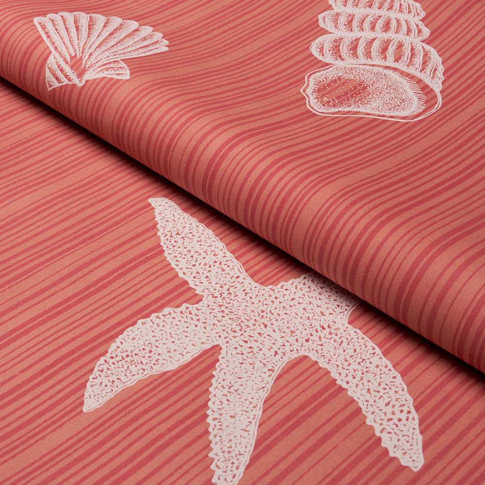 SEASHELLS | Coral