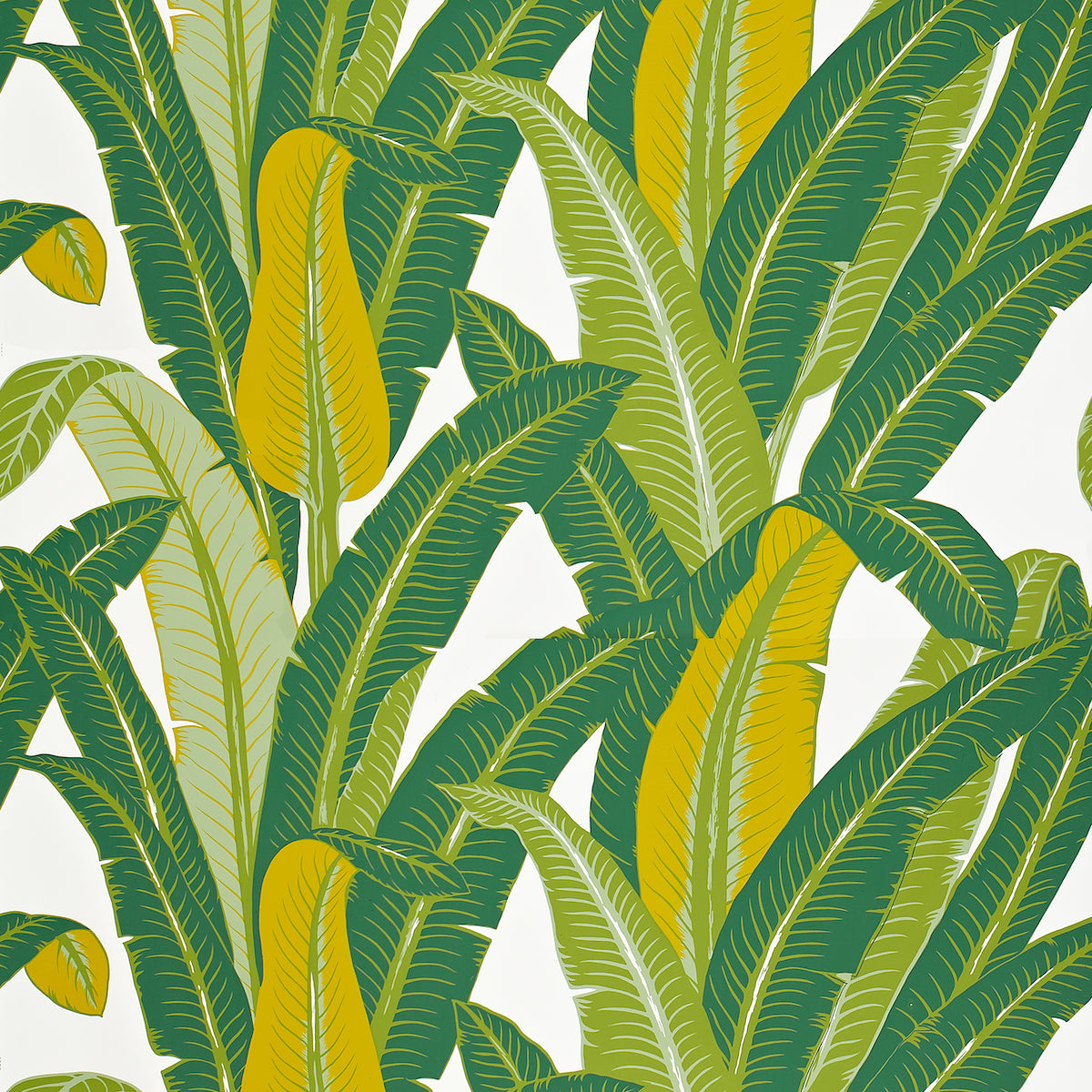 ISOLA TROPICALE | VERDE SU BIANCO