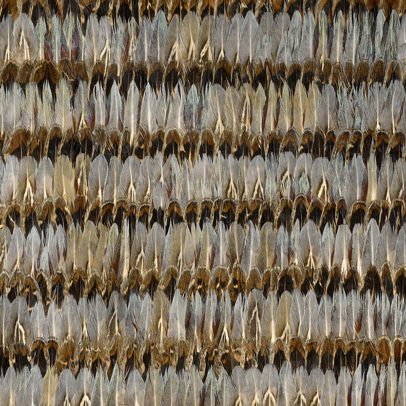 EVERGLADES | Dove