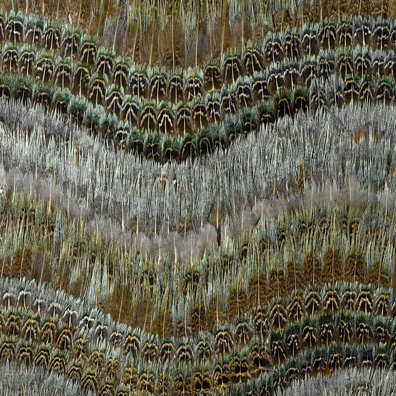 CLEARWATER | Blue Heron