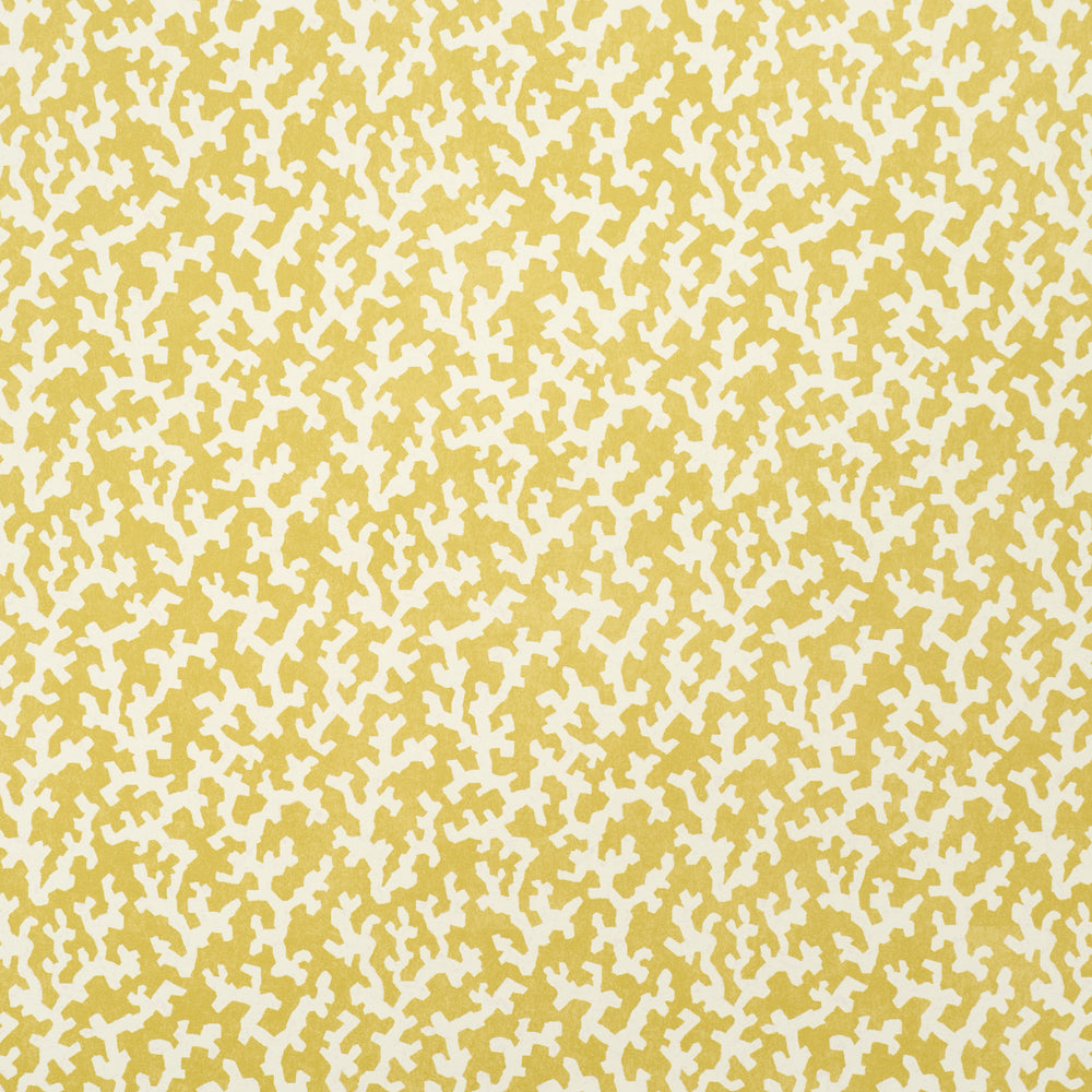 FOLLY | Mimosa