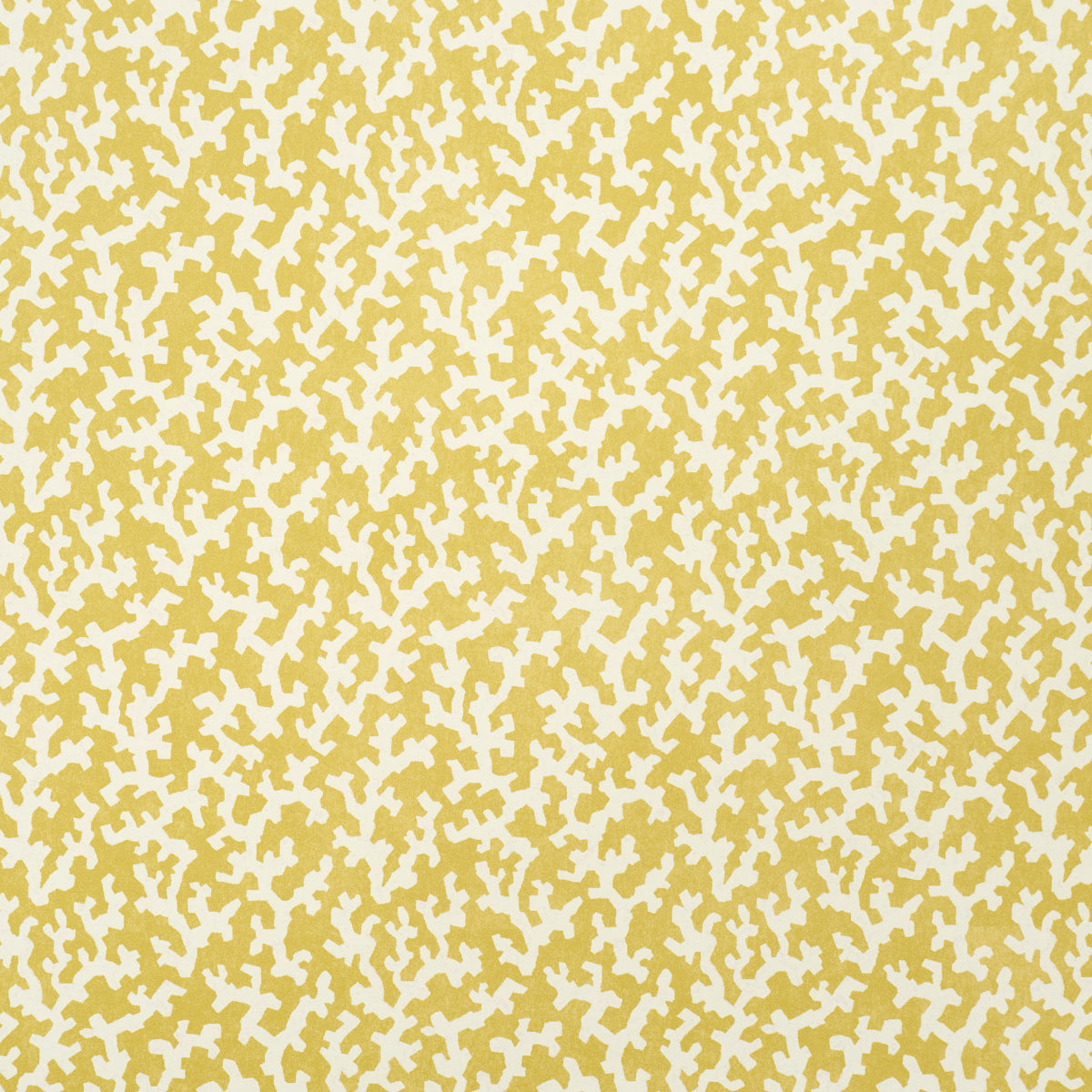 FOLLY | Mimosa