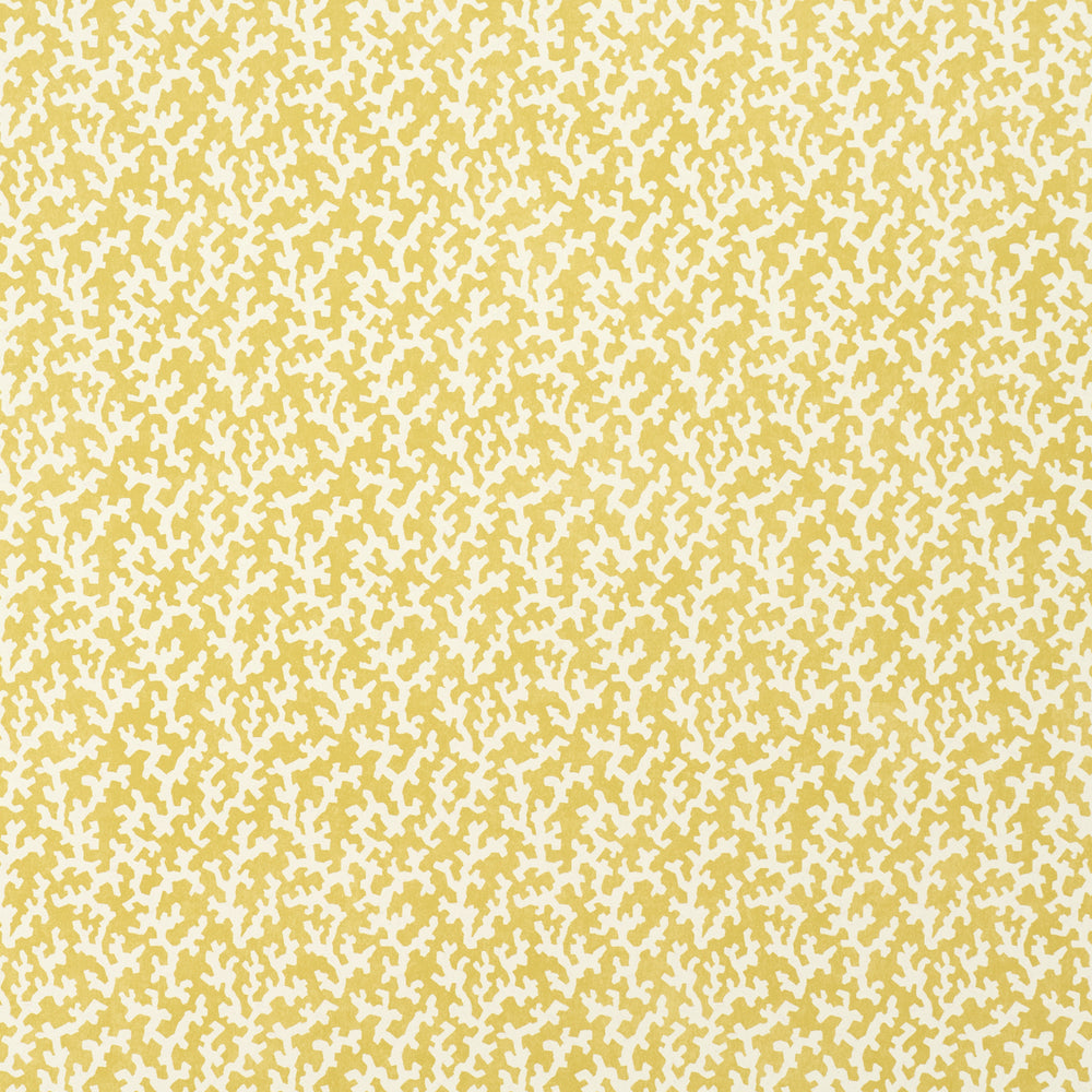 FOLLY | Mimosa