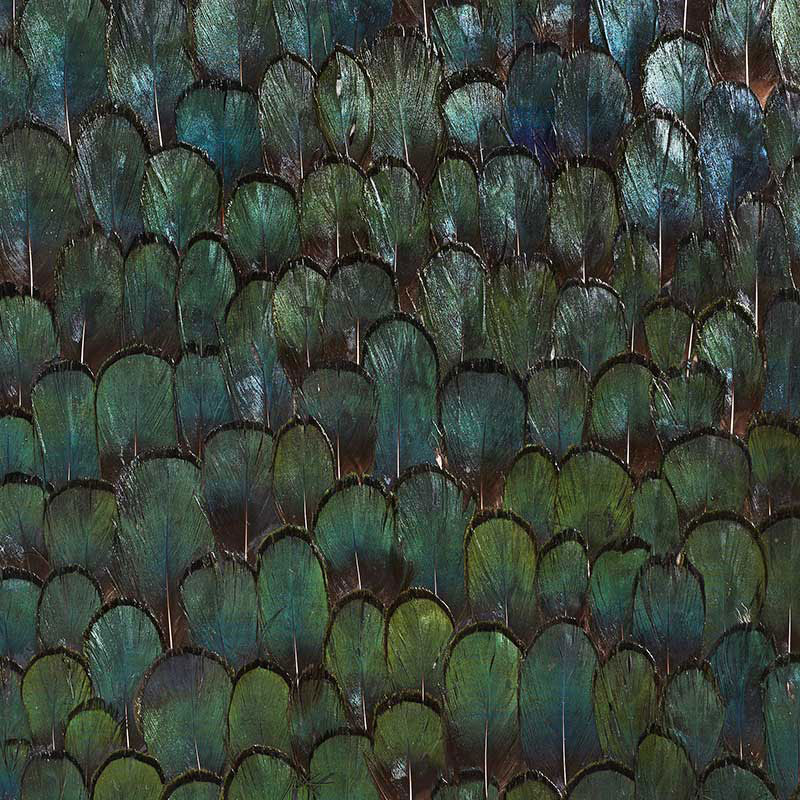 GIADA | VERDE FORESTA