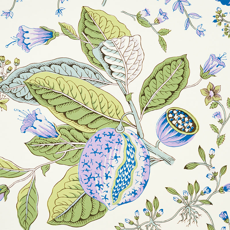 BOTANICA DEL MELOGRANO | VIOLA