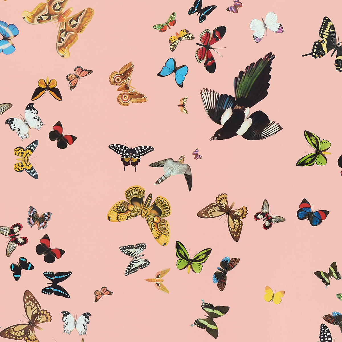 SET PANNELLI DI VOLO DELLA REGINA | ROSA