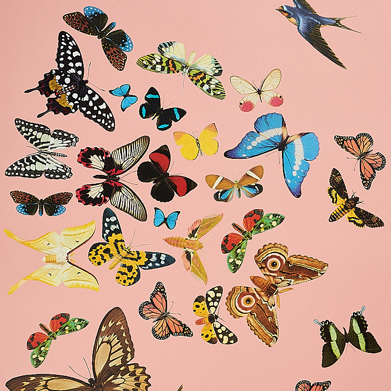 SET PANNELLI DI VOLO DELLA REGINA | ROSA