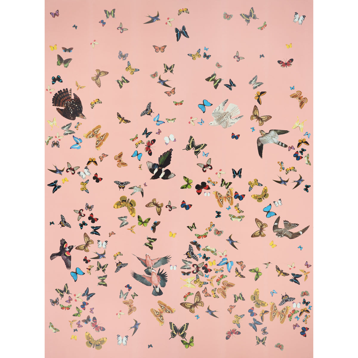 SET PANNELLI DI VOLO DELLA REGINA | ROSA