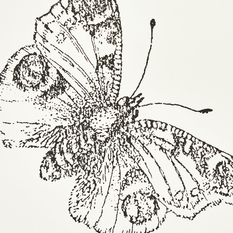 FARFALLA BURNELL | AVORIO