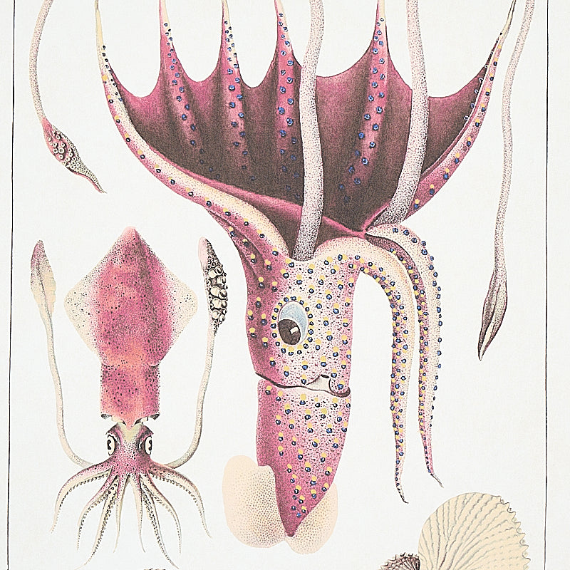 BAUHIN | DOCUMENTO MULTIPLO