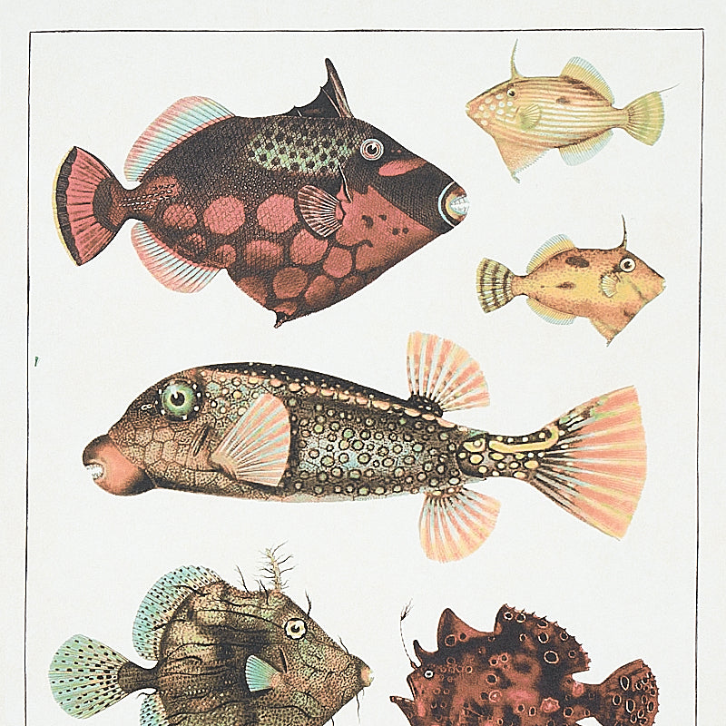 BAUHIN | DOCUMENTO MULTIPLO