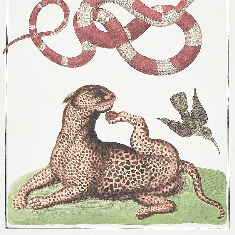 BAUHIN | DOCUMENTO MULTIPLO