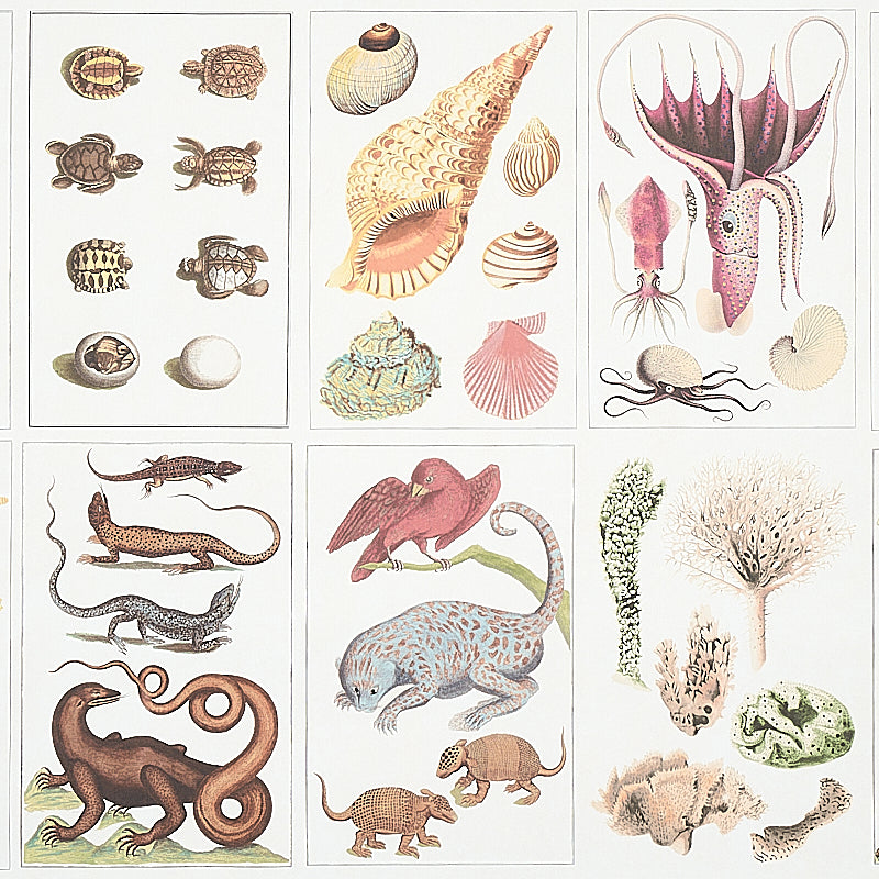 BAUHIN | DOCUMENTO MULTIPLO