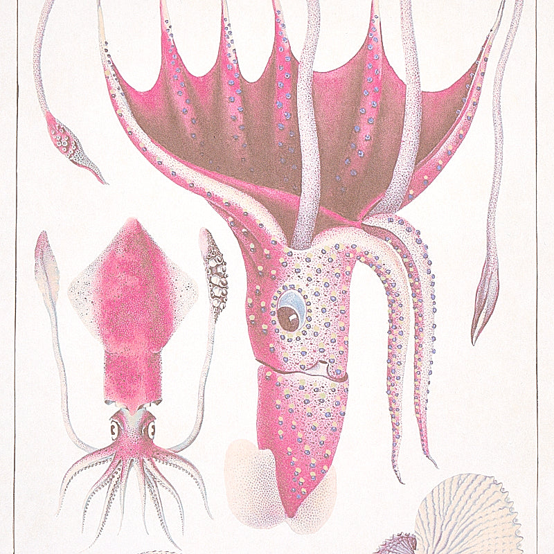 BAUHIN | MOLTO MULTIUSO