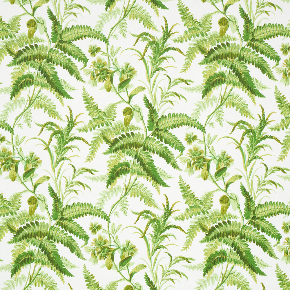 FELCE DI MYERS | TROPICALE