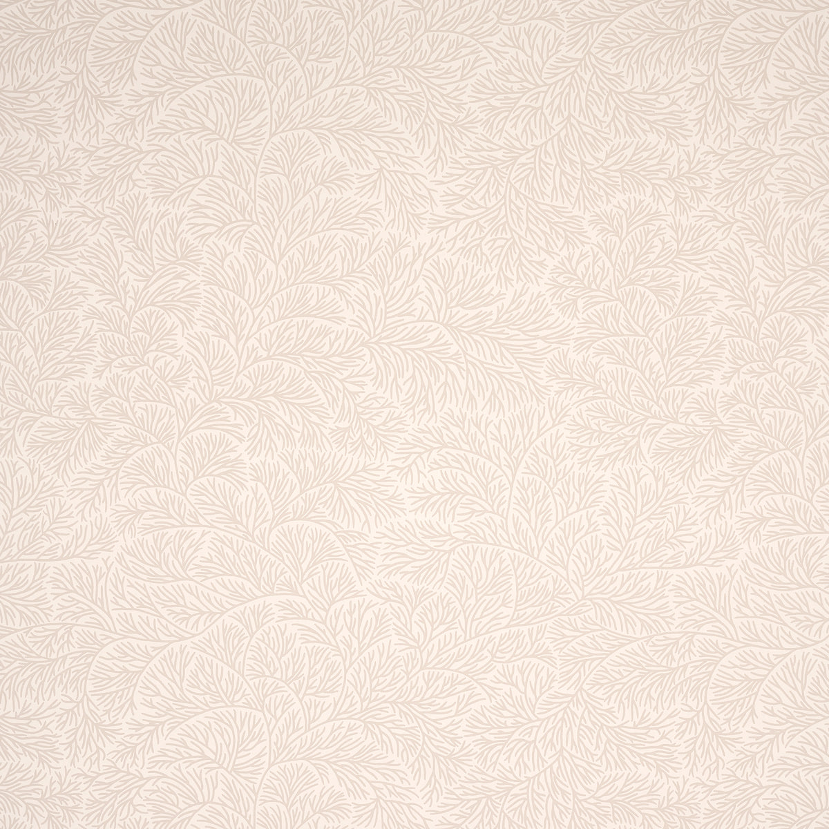 BOUGAINVILLEA | NEUTRO