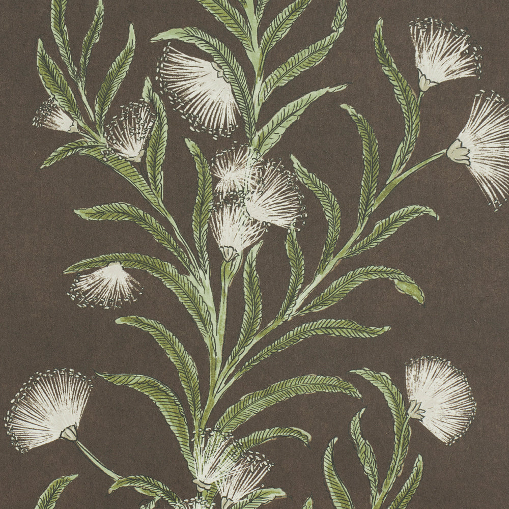 MIMOSA DELLA TASMANIA | MARRONE E VERDE