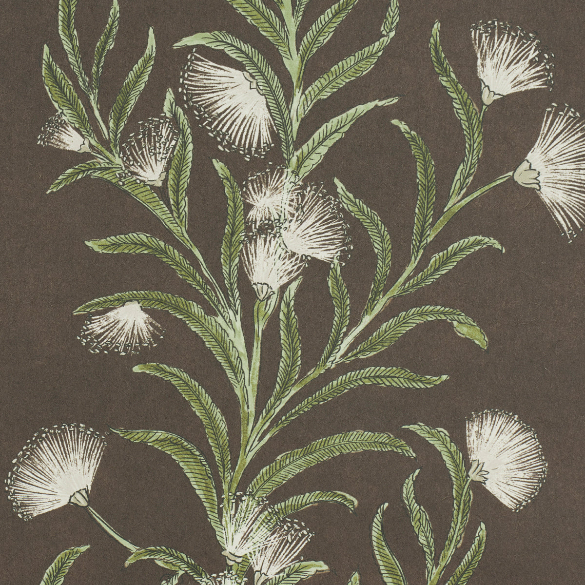 MIMOSA DELLA TASMANIA | MARRONE E VERDE
