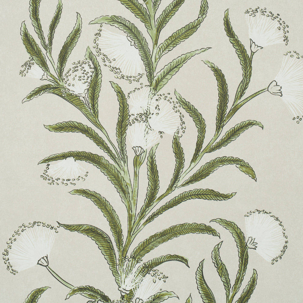 MIMOSA DELLA TASMANIA | AVORIO E VERDE