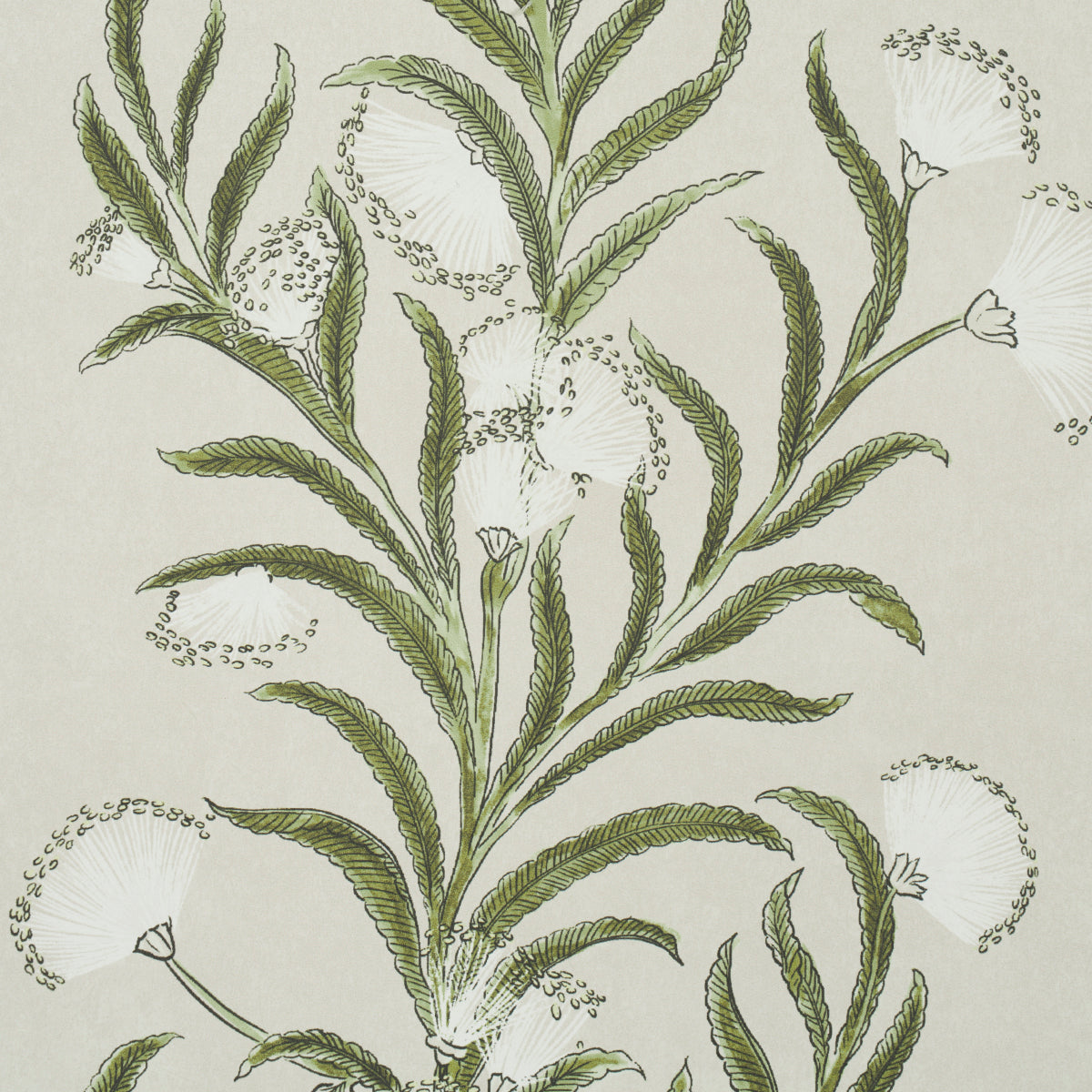 MIMOSA DELLA TASMANIA | AVORIO E VERDE