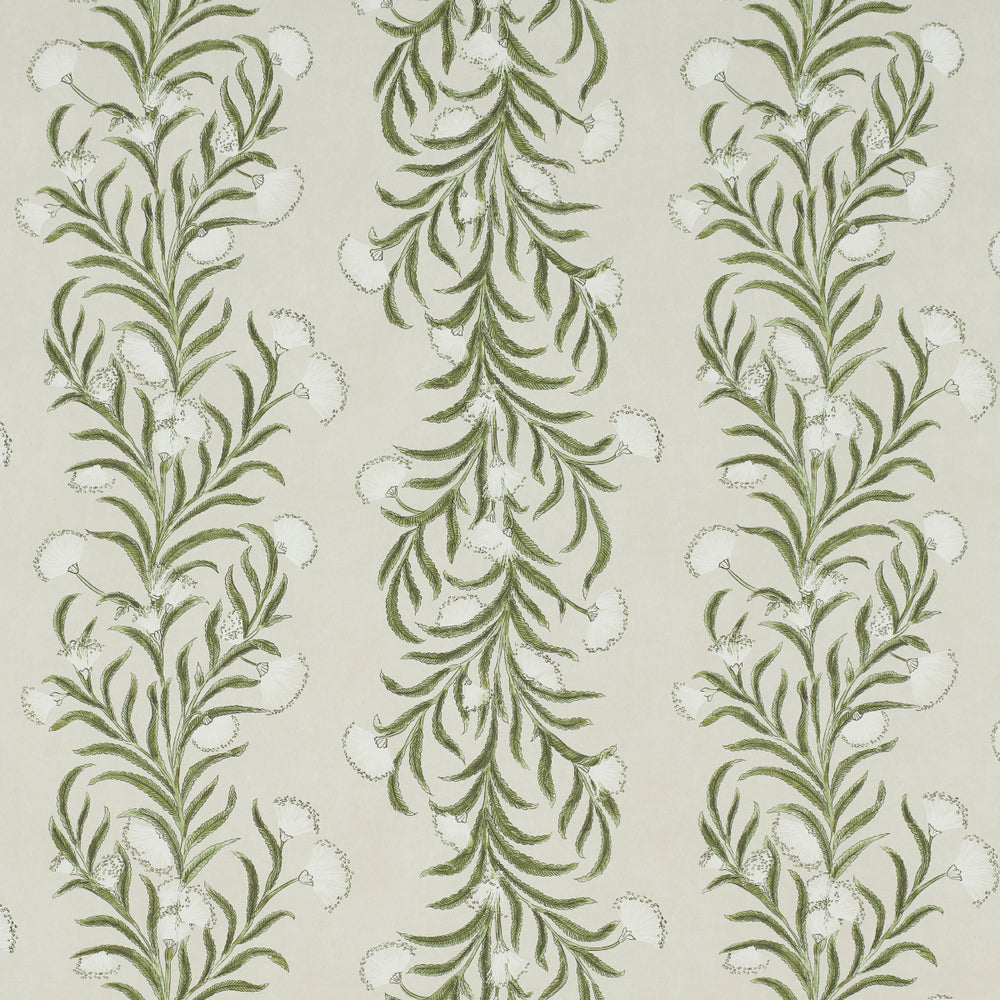 MIMOSA DELLA TASMANIA | AVORIO E VERDE