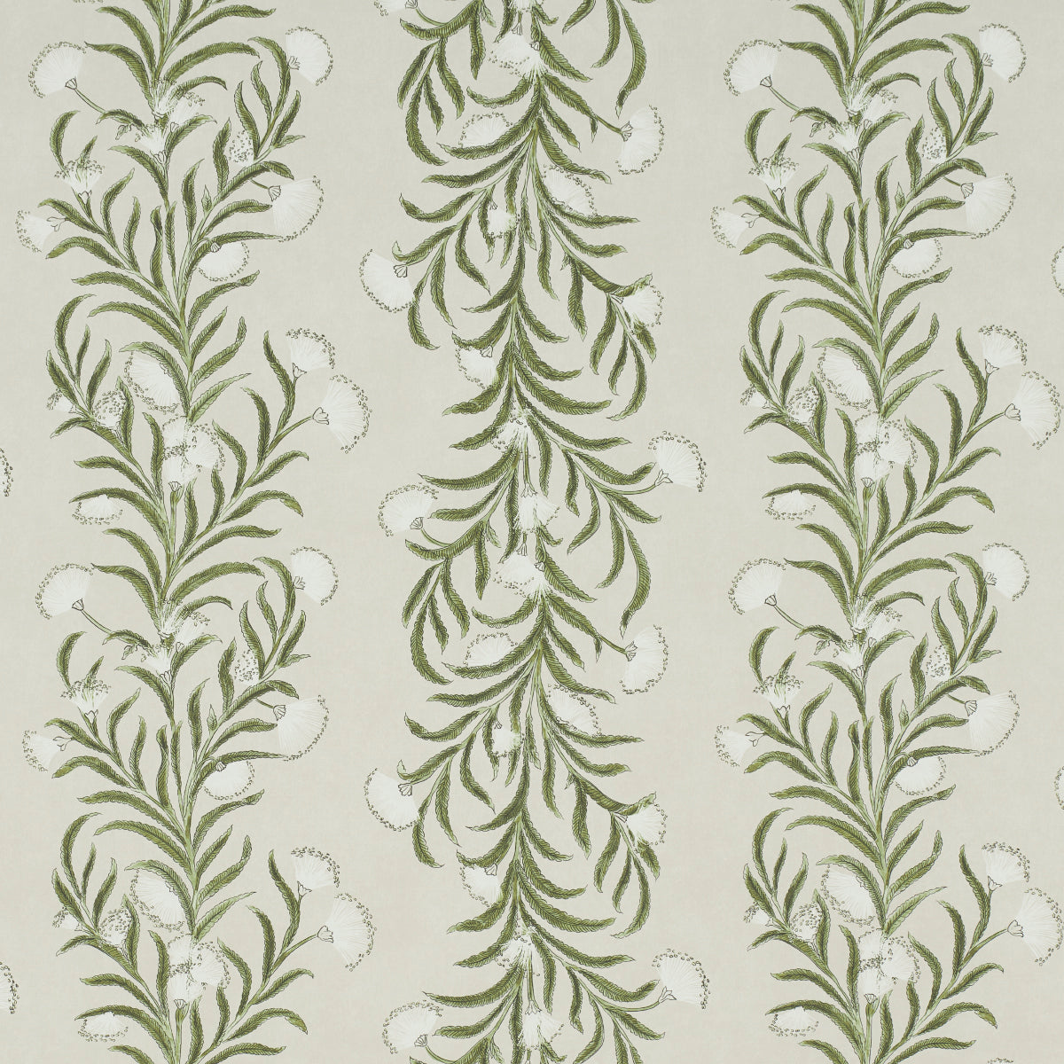 MIMOSA DELLA TASMANIA | AVORIO E VERDE