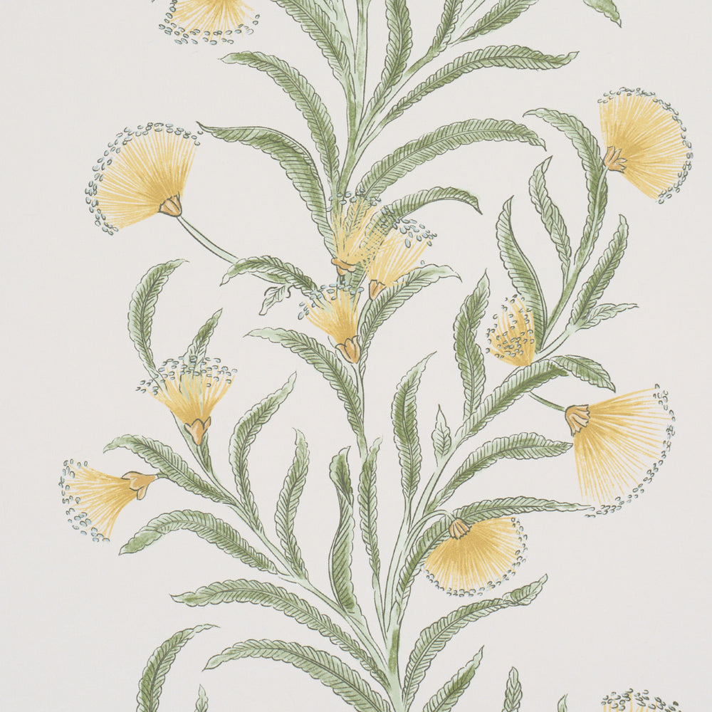 TASMANIAN MIMOSA | Marigold