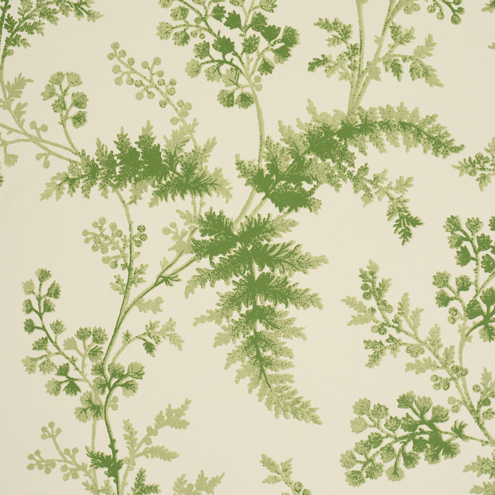 MAIDENHAIR | Moss